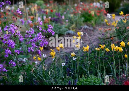 tulipa sylvestris,tulipes jaunes,tulipes jaunes fleurs,espèces tulipes,Lunaria annua Chedglow,honnêteté annuelle,honnêteté pourpre,,sauvage,naturel plantation,printemps Banque D'Images