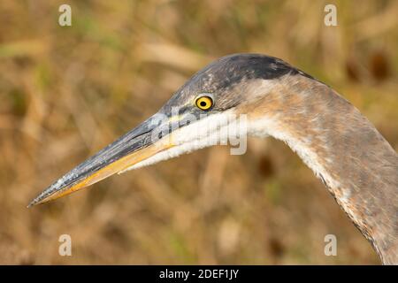 Grand héron (Ardea herodias), Ridgefield National Wildlife Refuge, Washington Banque D'Images