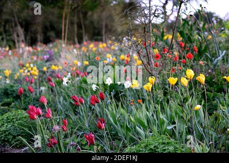 Tulipa Showwinner, Tulipa Showwinner,Tulipa kaufmanniana Show Winner,tulipa sylvestris,rouge jaune tulipes,rouge jaune tulipe fleurs,sauvage,naturel plantation Banque D'Images