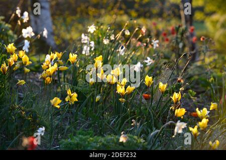 tulipa sylvestris,tulipes jaunes,tulipes jaunes fleurs,espèces tulipes,sauvage,plantation naturelle,jardin de printemps,RM Floral Banque D'Images