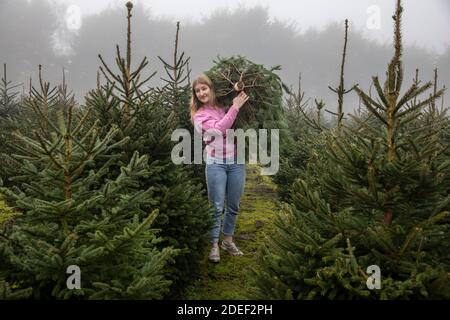 Une jeune femme récolte son arbre de Noël devant elle dans une ferme à Cambridgeshire, en Angleterre, au Royaume-Uni Banque D'Images