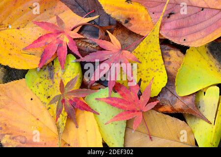 Feuilles mortes d'érable japonais rouge et feuilles de ginko jaune dans le feuillage d'automne. Banque D'Images