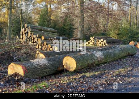 Foresterie et exploitation forestière. Grumes de chêne au premier plan Banque D'Images