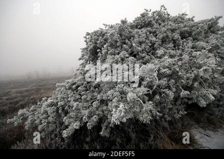 Winter im Hohen Venn Banque D'Images