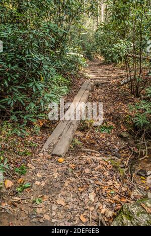 Une grande planche au-dessus d'une crique pour relier le sentier a travers la forêt entourée de feuilles mortes et de buissons de rhododendron un jour ensoleillé en automne Banque D'Images