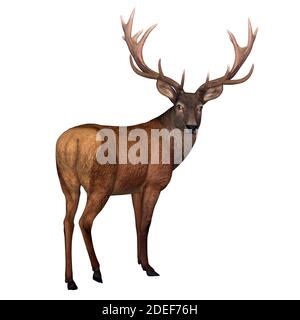 Cerf de Virginie - le cerf de Virginie est originaire d'Europe, d'Asie, d'Iran et l'Afrique est l'une des plus grandes espèces d'ongulés. Banque D'Images