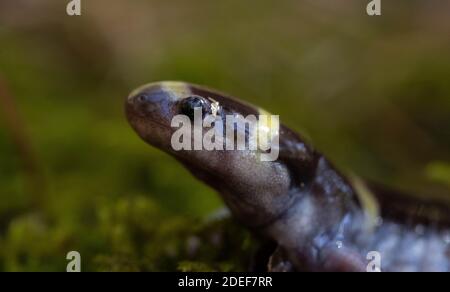Salamandre annelé mâle adulte (Ambystoma annulatum) dans un milieu de reproduction du comté de St. Louis, Missouri, États-Unis. Banque D'Images
