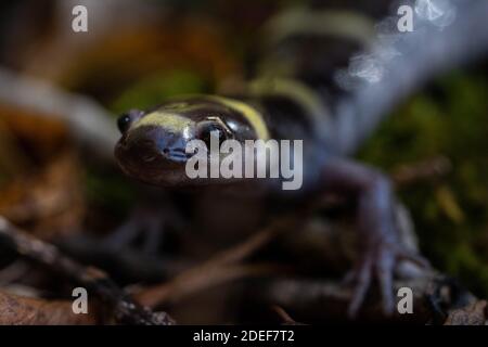 Salamandre annelé mâle adulte (Ambystoma annulatum) dans un milieu de reproduction du comté de St. Louis, Missouri, États-Unis. Banque D'Images