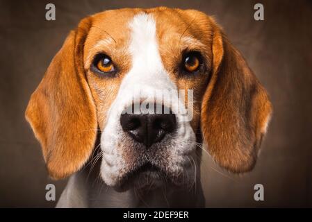 Pousse-tête de chien Beagle isolé sur fond brun foncé Banque D'Images