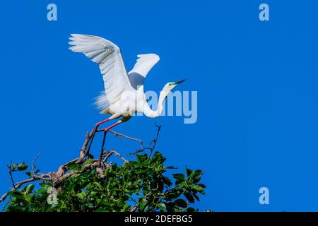 Grand aigreet de l'est (Ardea pumida) qui s'entête du feuillage près du site de nidification pendant la saison de reproduction, Queensland Australie Banque D'Images