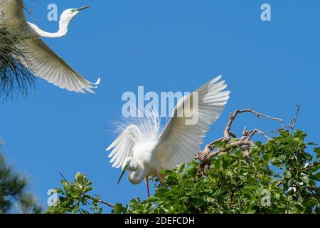 La grande aigrette (Ardea modesta) Banque D'Images