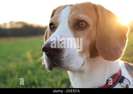 Fond rétroéclairé pour portrait de chien. Pousse-tête de chien Beagle contre le coucher du soleil Banque D'Images