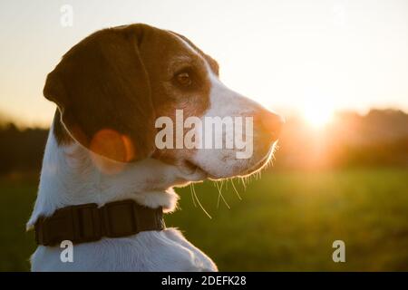 Fond rétroéclairé pour portrait de chien. Pousse-tête de chien Beagle contre le coucher du soleil Banque D'Images