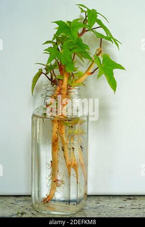 Les feuilles de patate douce poussent des racines à partir de feuillets dans un pot d'eau Banque D'Images