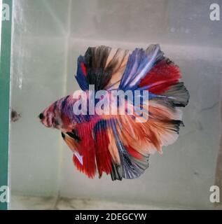 Une photo de l'incroyable betta Half Moon Fish Candy multicolore Banque D'Images