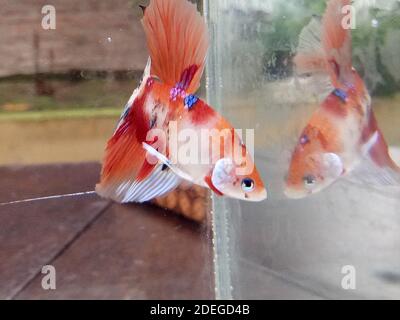 Poisson ornemental Halfmoon Betta dans un petit aquarium de verre de réservoir, poisson de combat de couleur à base d'oarnge Banque D'Images