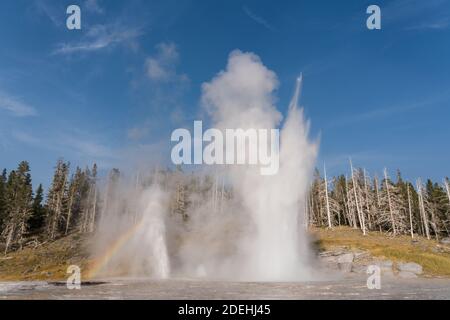 Grand Geyser en éruption avec vent Geyser à gauche et Turban Geyser au centre du bassin supérieur de Geyser, parc national de Yellowstone, Wyoming, États-Unis. Banque D'Images