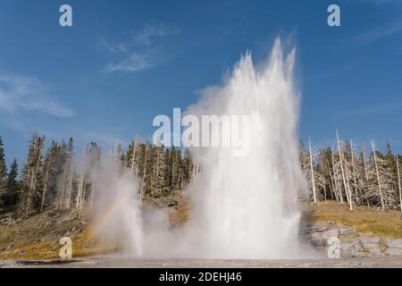 Grand Geyser en éruption avec vent Geyser avec un arc-en-ciel à gauche dans le bassin supérieur de Geyser, parc national de Yellowstone, Wyoming, États-Unis. Banque D'Images