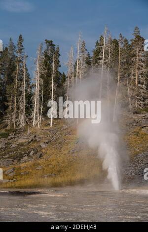 Vent Geyser éclatant avec un léger arc-en-ciel dans le bassin supérieur de Geyser, parc national de Yellowstone, Wyoming, États-Unis. Banque D'Images