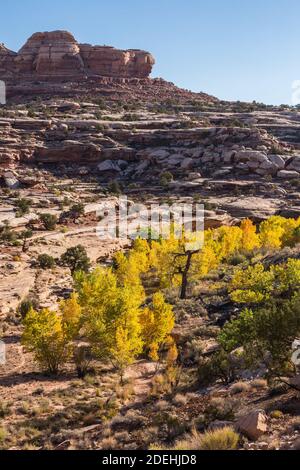 Les arbres Cottonwood sont colorés en automne dans le Seven Mile Canyon près de Moab, dans le sud-est de l'Utah. Les cotonwoods du désert poussent le long des ruisseaux ou des fonds de lavage à sec Banque D'Images