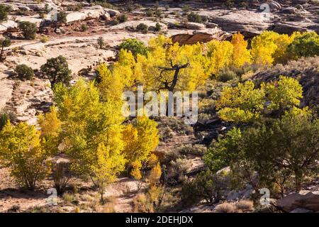 Les arbres Cottonwood sont colorés en automne dans le Seven Mile Canyon près de Moab, dans le sud-est de l'Utah. Les cotonwoods du désert poussent le long des ruisseaux ou des fonds de lavage à sec Banque D'Images