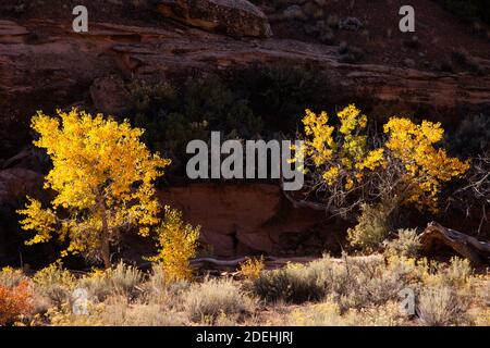 Les arbres Cottonwood sont colorés en automne dans le Seven Mile Canyon près de Moab, dans le sud-est de l'Utah. Les cotonwoods du désert poussent le long des ruisseaux ou des fonds de lavage à sec Banque D'Images