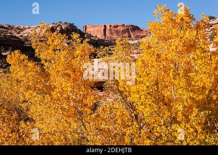 Les arbres Cottonwood sont colorés en automne dans le Seven Mile Canyon près de Moab, dans le sud-est de l'Utah. Les cotonwoods du désert poussent le long des ruisseaux ou des fonds de lavage à sec Banque D'Images