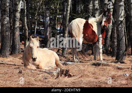 Les chevaux dans les montagnes Banque D'Images