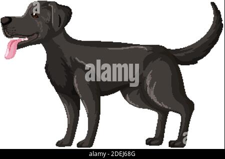 Black labrador retriever en position debout isolée sur fond blanc illustration Illustration de Vecteur