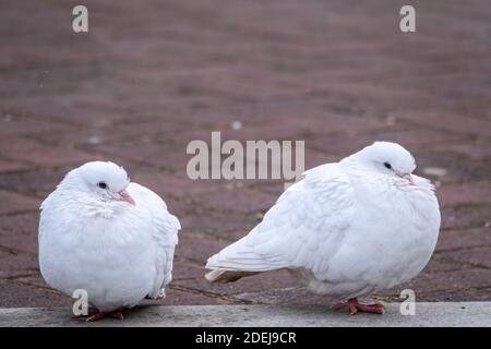 Deux magnifiques pigeons blancs sur le sol. Deux belles colombes blanches sont assises ensemble sur le trottoir. Banque D'Images