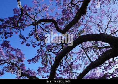 Vue rapprochée en angle bas des branches et des Blossoms D'un arbre Jacaranda Banque D'Images