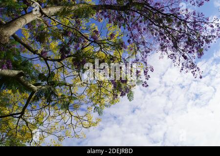 Jacaranda violet et jaune Blossoms contre ciel bleu avec blanc Nuages Banque D'Images