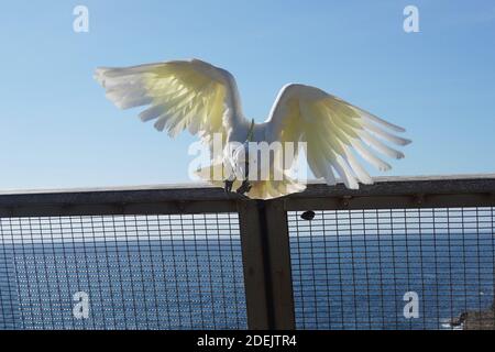 Cockatoo à crête de soufre avec ailes étalées en direction du photographe Banque D'Images