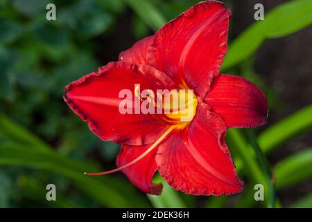 « Chicago Apache » Daylyly, Daglilja (Hemerocallis) Banque D'Images