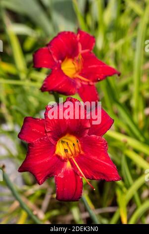 « Chicago Apache » Daylyly, Daglilja (Hemerocallis) Banque D'Images