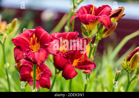« Chicago Apache » Daylyly, Daglilja (Hemerocallis) Banque D'Images