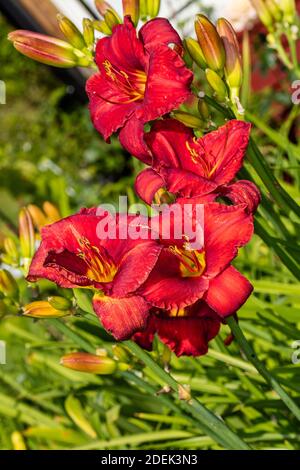« Chicago Apache » Daylyly, Daglilja (Hemerocallis) Banque D'Images