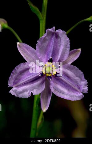 Un joli Lily au chocolat (Arthropodium strictum) en pleine floraison - avec une légère odeur de chocolat - d'où il tire son nom. Banque D'Images