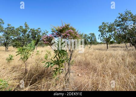 Vue panoramique sur la savane avec un Bush de dinde (Calytrix exanderata) et des herbes jaunes, près de Pine Creek, territoire du Nord, territoire du Nord, Australie Banque D'Images