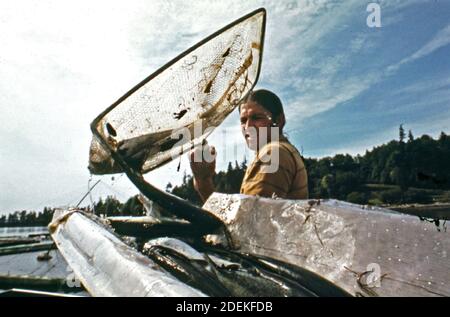 'Photo des années 1970 (1973) - Terry Bigford retire le saumon frais tué du bassin de refroidissement du site aquacole de Domsea, Manchester' Banque D'Images