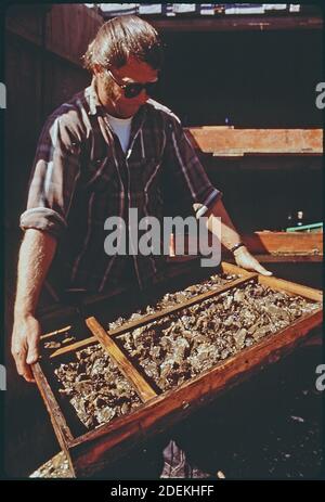 Photos des années 1970 (1972) - Jack Wiegardt; propriétaire de la ferme des huîtres du Nord-Ouest; cultive des palourdes et des huîtres de cherrystone à partir de semences dans des plateaux Banque D'Images