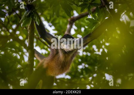 Panama faune avec Azuero Spider Monkey, Ateles geoffroyi azuerensis, à l'intérieur de la forêt tropicale du parc national Cerro Hoya, province de Veraguas, Panama. Banque D'Images