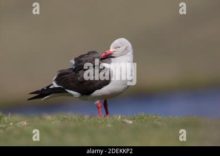 Mouette des dauphins (Leucophaeus scoresbii), Saunders, Falkland, janvier 2018 Banque D'Images