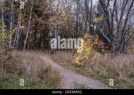 Un sentier recouvert de feuilles tombées mène à une forêt d'automne sombre par un jour nuageux. Banque D'Images