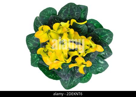 Vue de dessus sur de magnifiques fleurs jaunes fraîchement fleuries isolées sur un fond blanc. Plante à fleurs pour décorations élément de conception. Anniversaire, mère d Banque D'Images