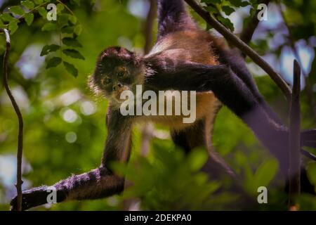 Panama faune avec Azuero Spider Monkey, Ateles geoffroyi azuerensis, à l'intérieur de la forêt tropicale du parc national Cerro Hoya, province de Veraguas, Panama. Banque D'Images