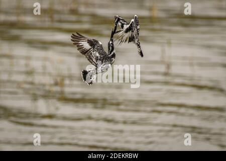 Pied Kingfisher (Ceryle rudis) qui combat dans les airs, parc national de la Reine Elizabeth, Ouganda. Banque D'Images