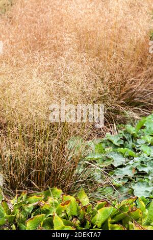 Tufted Hair Grass, Deschampsia cespitosa 'Northern Lights Banque D'Images