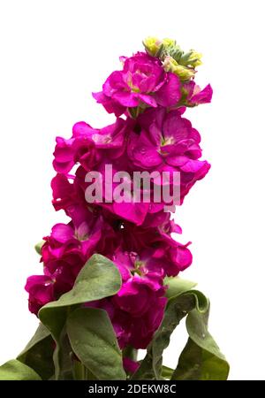 Inflorescence violet foncé du stock Brompton isolé sur fond blanc Banque D'Images