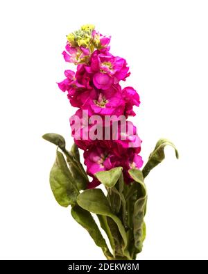 Inflorescence violet foncé du stock Brompton isolé sur fond blanc Banque D'Images